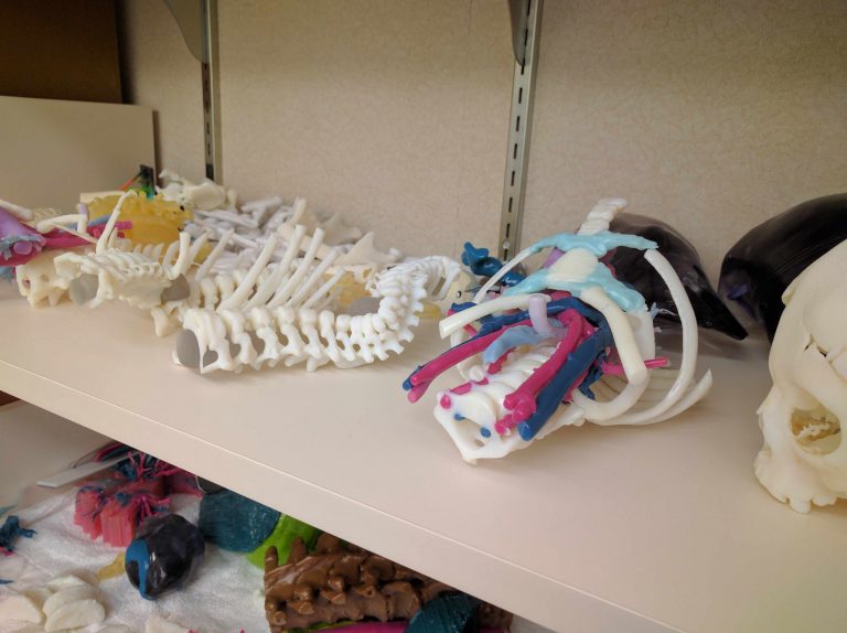 modèles anatomiques imprimés en 3D